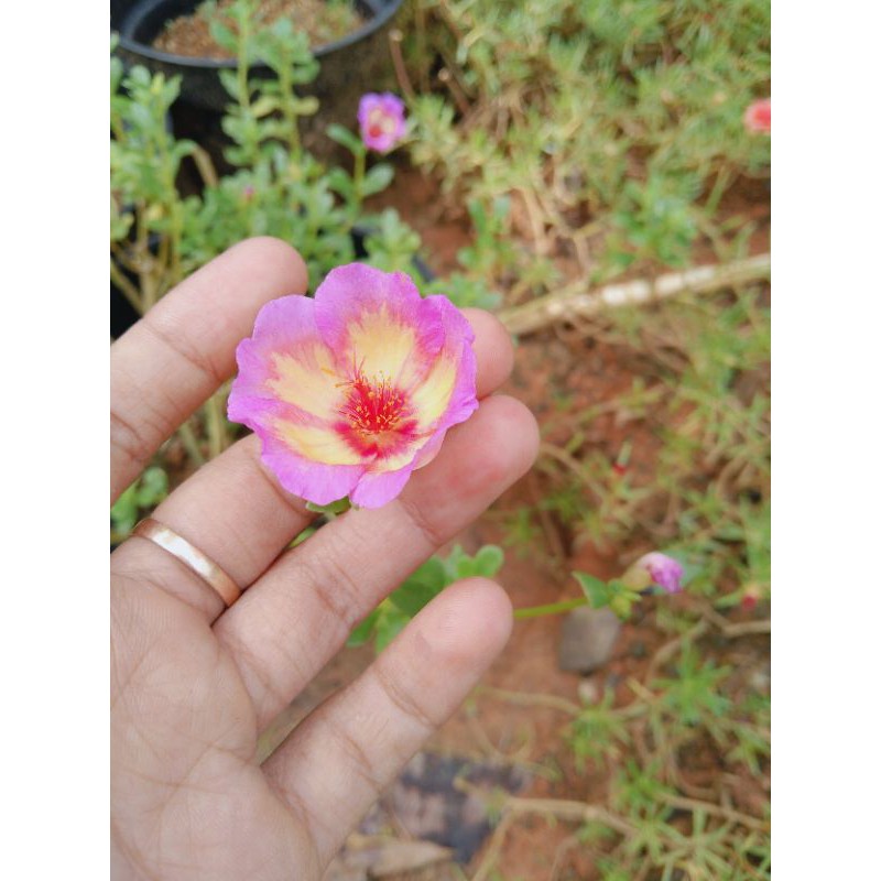 

krokot id aprikot pink