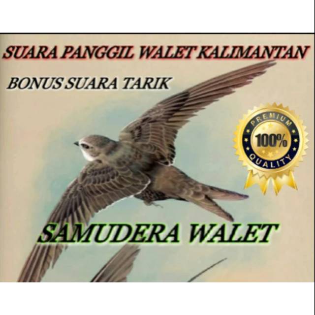 Suara Panggil Walet Master Kalimantan Original Suara Dijamin Jernih Bebas Noise
