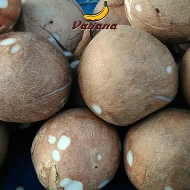VANANA Kelapa Bulat tua/Kelapa bulat Kerok tua