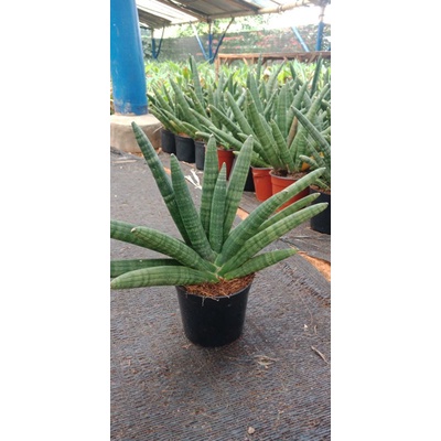 Sansevieria Stuckyi