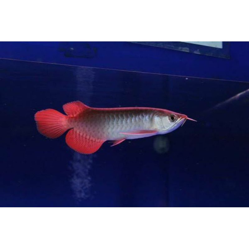 Ikan Arwana /Arowana Super Red SR(15CM)