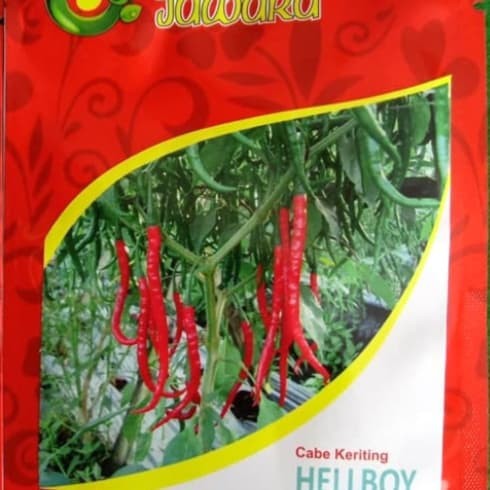 BENIH CABE KERITING UNGGUL HELLBOY 10GR-BIBIT CABE KERITING