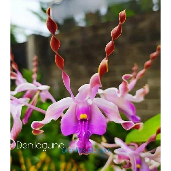 Anggrek Dendrobium Laguna