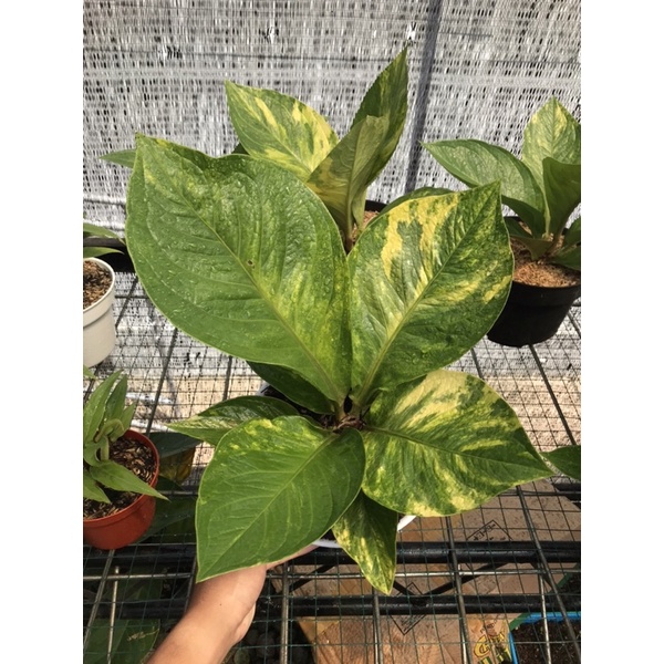 Jemani Cobra Varigata Super Mewah