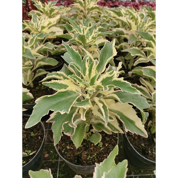 tanaman hias Corbek buntiris