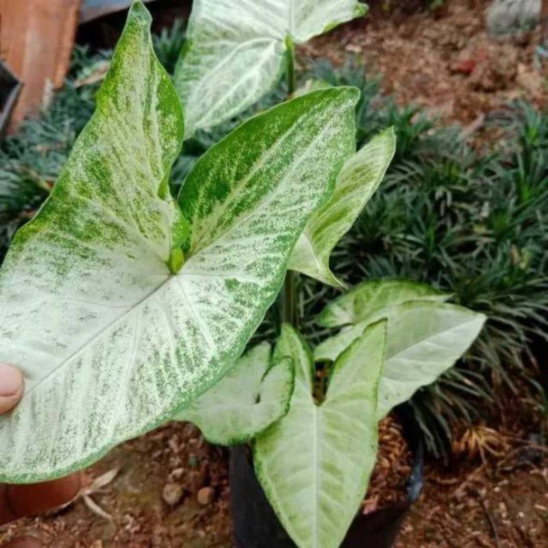 Tanaman hias syngonium white butterfly | KELADI TIKUS