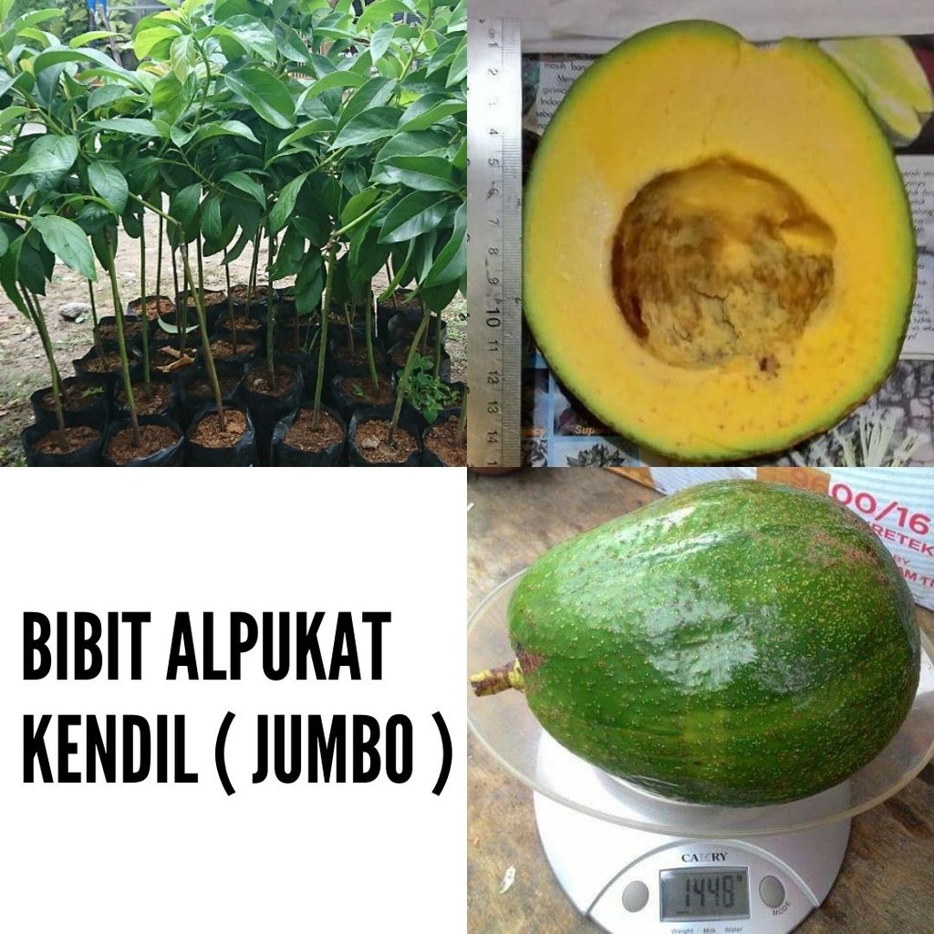 Bibit Alpukat Kendil ( Jumbo )