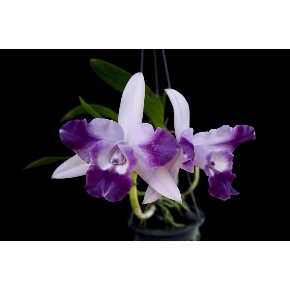 Anggrek Cattleya Cariad's Mini Quinee 'Angel Kiss' Dewasa Siap Bunga