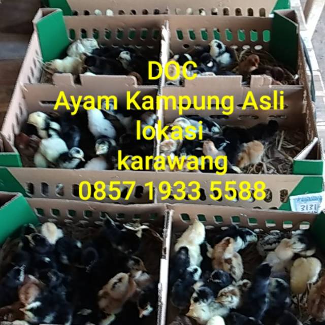 DOC Ayam Kampung Asli (AKA)