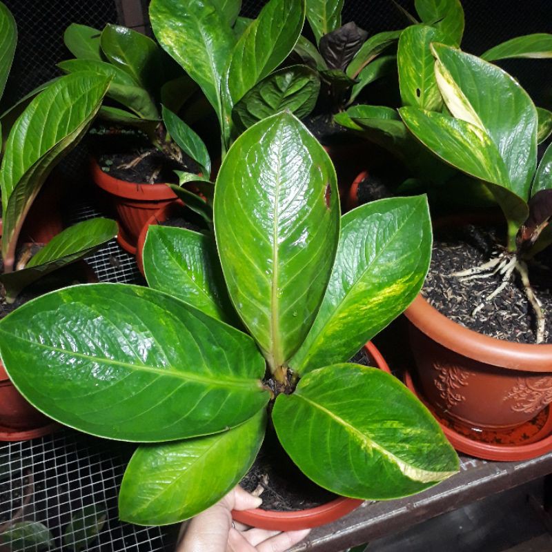 Jemani Mangkok Antorium Varigata