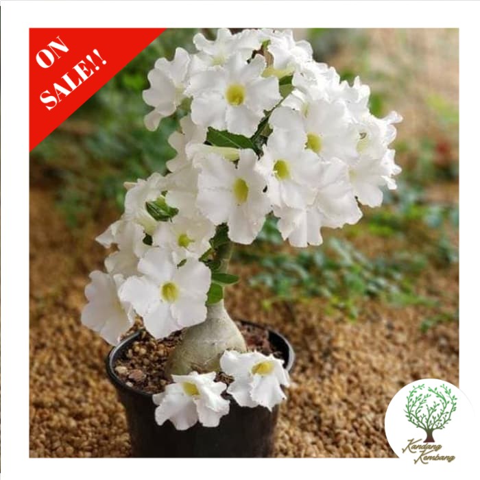 bibit tanaman adenium bunga putih bonggol besar bahan bonsai kamboja