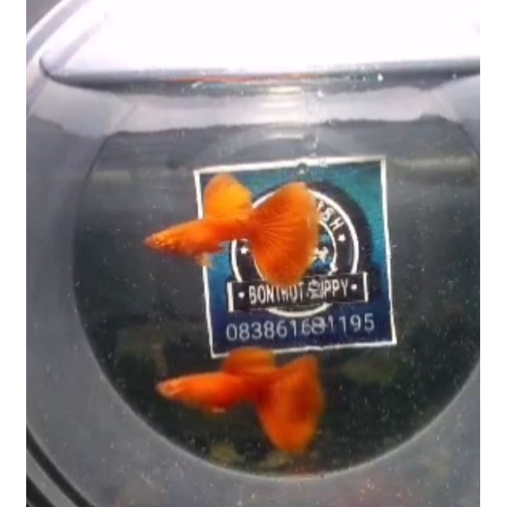 ikan hias guppy Albino full Red siap indukan kualitas