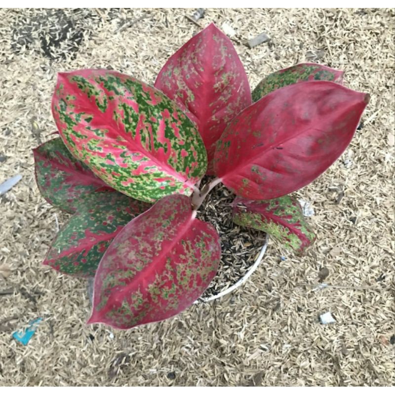 Aglaonema Red Stardust