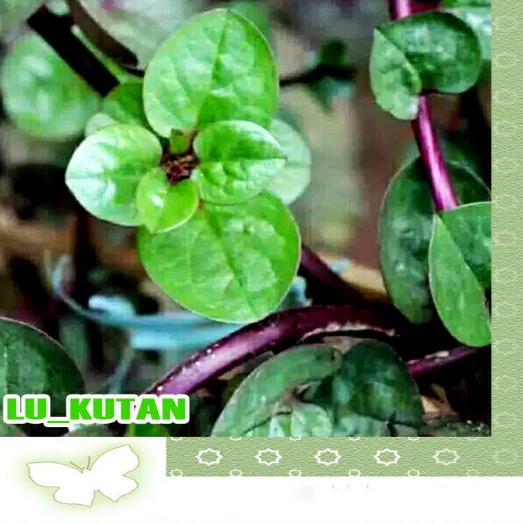 

Miliki Daun Binahong Merah per1kg murah ,,