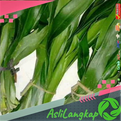 

Daun suji(10lembar)