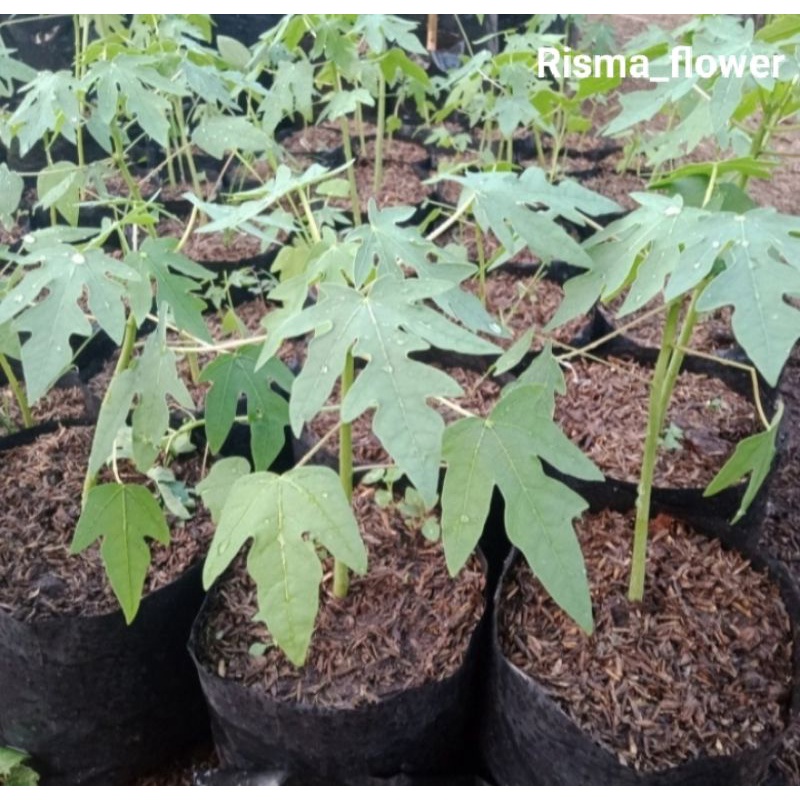 POHON PEPAYA CALIFORNIA - BIBIT UNGGUL PEPAYA CALIFORNIA