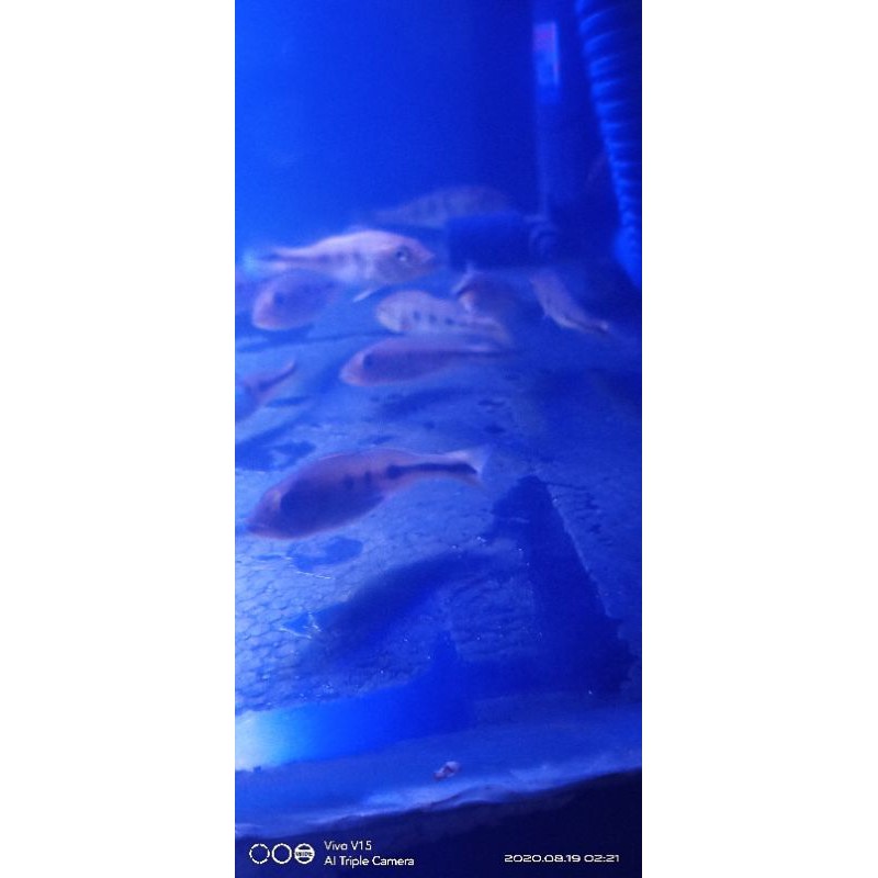 peacockbass pbass pibass mono monocolus