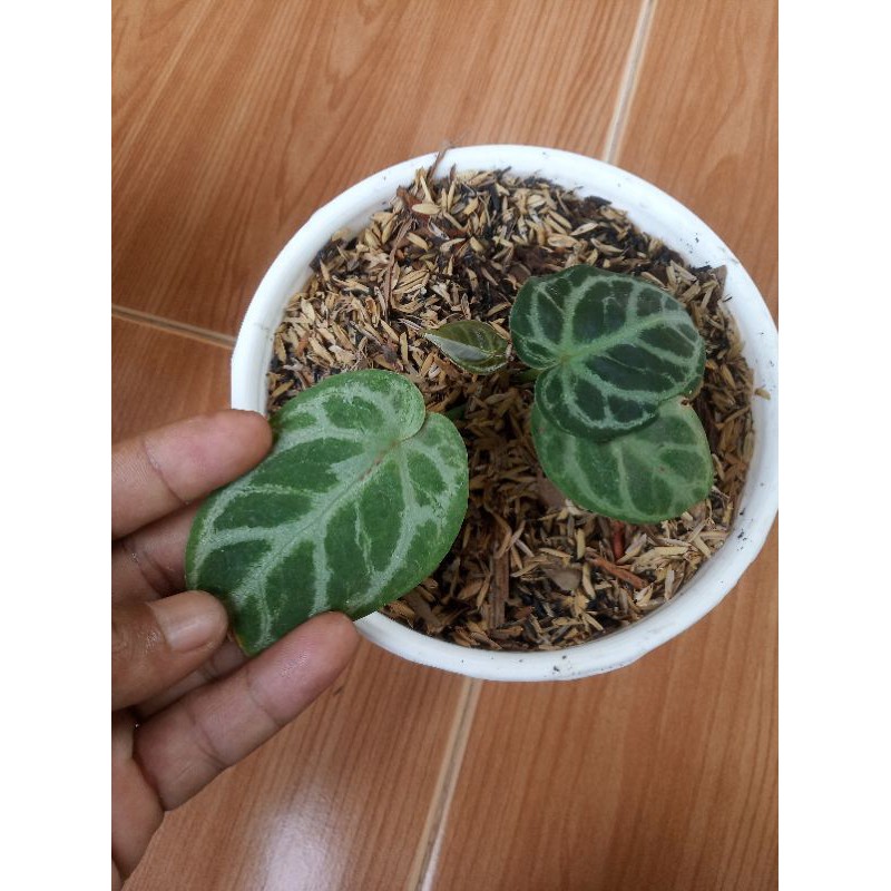 Tanaman hias kuping gajah dorayaki