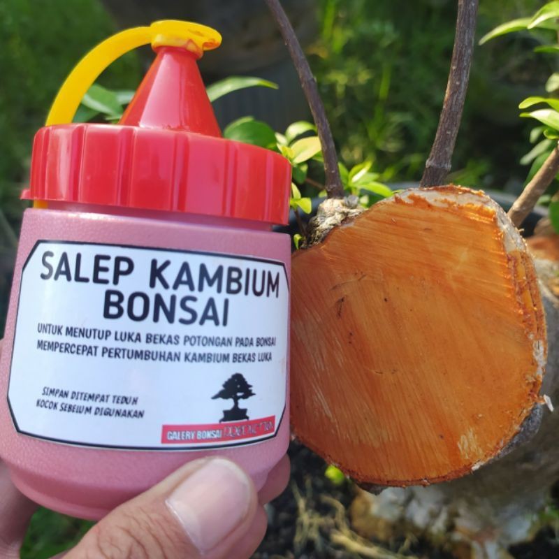 salep kambium untuk bonsai