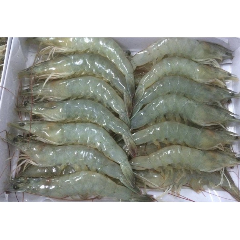 

Udang Besar Ukurang 1 Kilogram