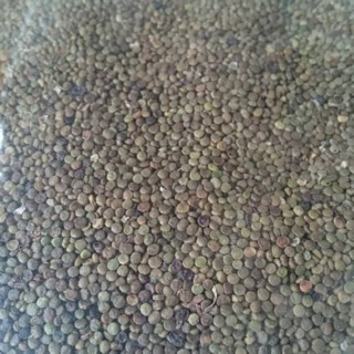 Jual Bibit Indigofera (kemasan 10 gram) | Shopee Indonesia