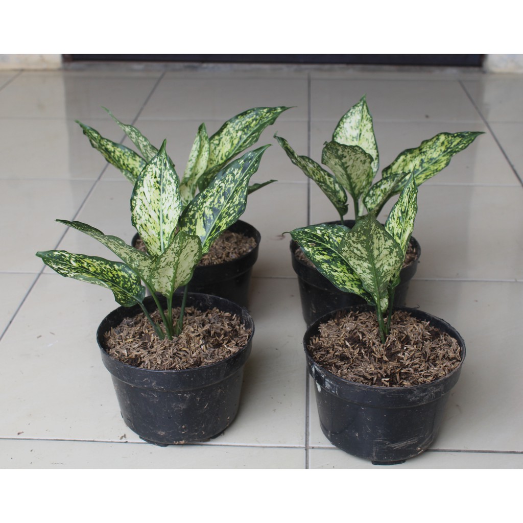 Aglonema Siam Paragon