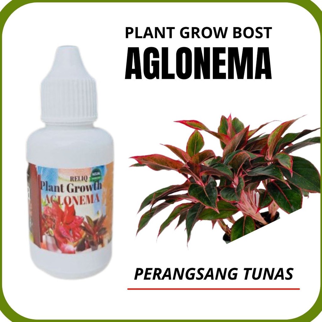 Pupuk Hormon Perangsang Tunas dan Akar Aglonema, Plant Growth Bost Bunga Hias Pencerah Daun, Pupuk P