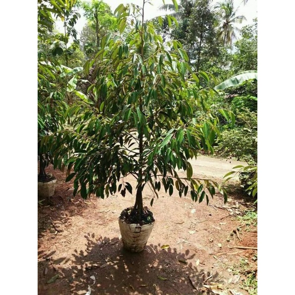 Bibit durian bhineka bawor dongkelan lepas karantina