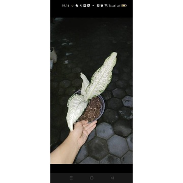 Diven selendang putri