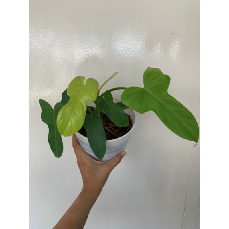 philodendron violin golden