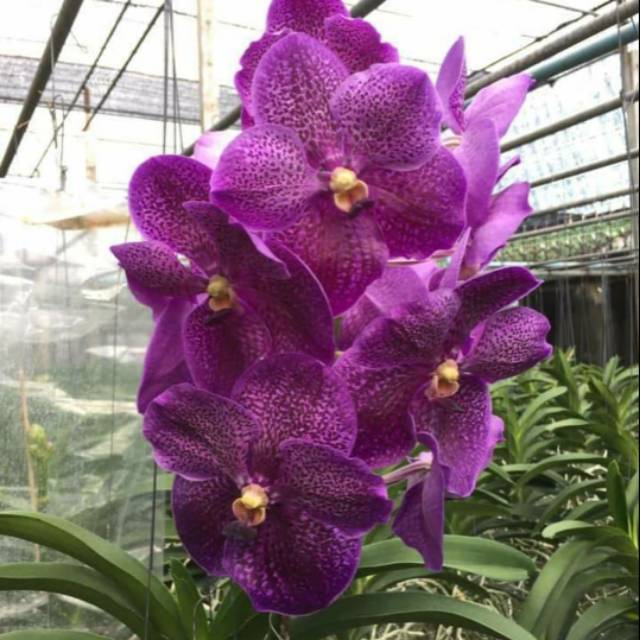 Vanda dewasa