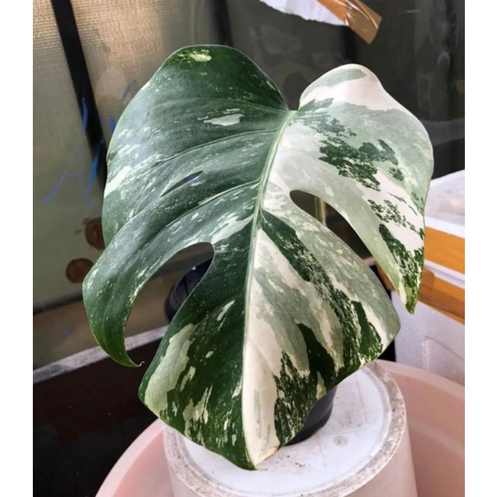 monstera varigata 1daun pancing - monstera varigata white tiger