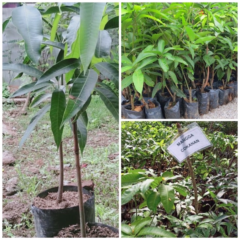Bibit buah Mangga Cokanan Asli. Original Terbukti cepat Berbuah. stok Berbunga ready jika variasi be