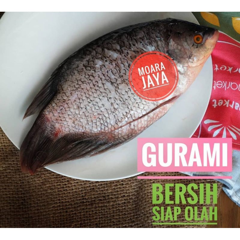 GURAMI BERSIH