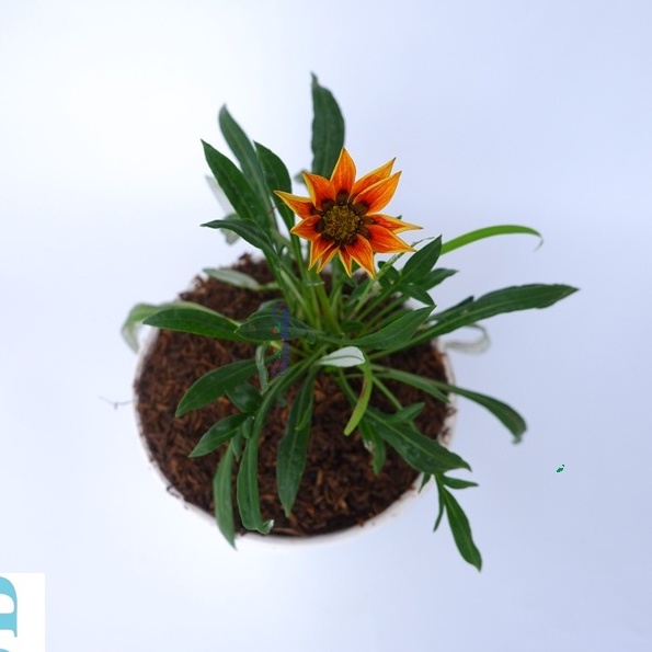 Tanaman Hias Bunga Gazania Orange Rimbun