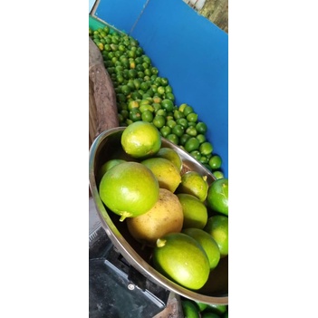 

Jeruk lemon lokal fresh kemasan 1 kg