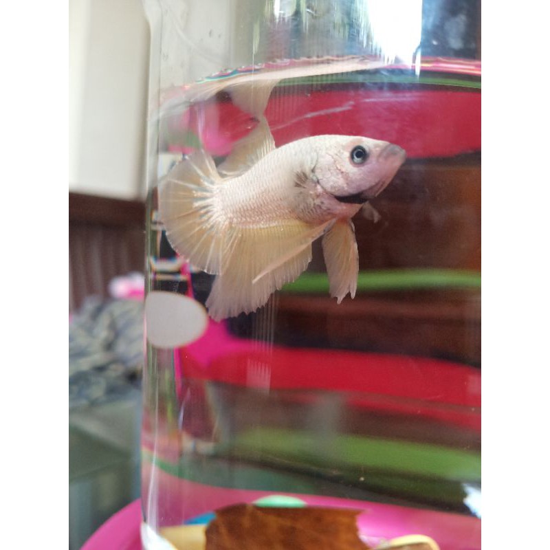 Ikan cupang jenis gold