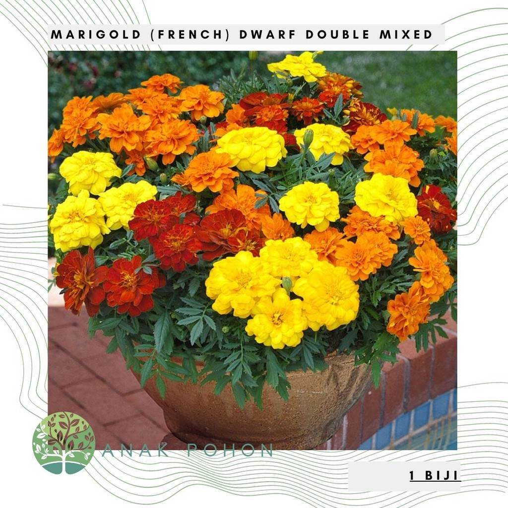 Benih Bibit Biji - Bunga Marigold (French) Dwarf Double Mixed Flower Seeds - IMPORT