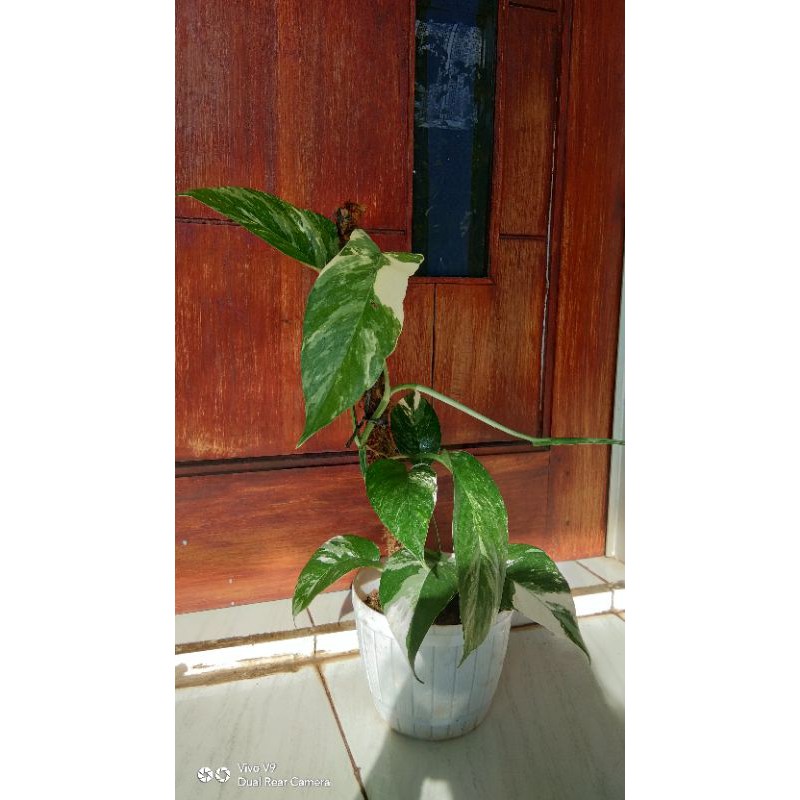 Epiprenum pinatum variegata / epiprenum variegata /ekor naga variegata