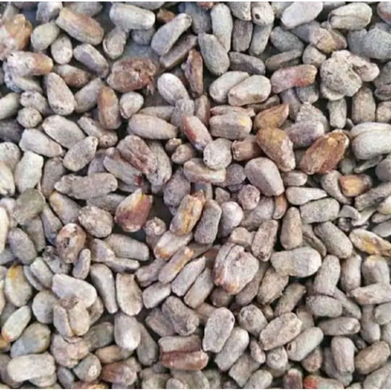 BIBIT PORANG ISI 4000 BIJI | BIBIT BUNGA PORANG | SPORA PORANG ASLI DORMAN