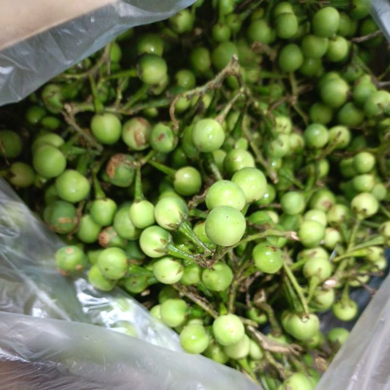 

Buah Rimbang / Tekokak Segar 250gr