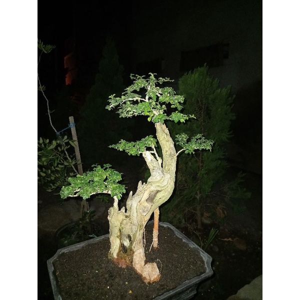 bonsai sisir kaliage