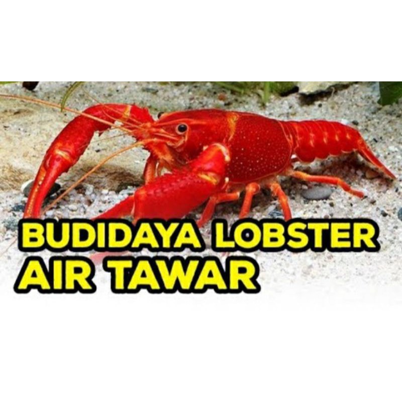 LobsterAirTawar