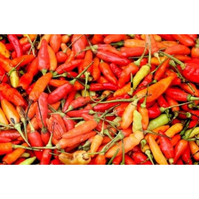 

Cabe Rawit 100 gram