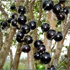 Bibit tanaman Anggur brasil Anggur Brazil jaboticaba