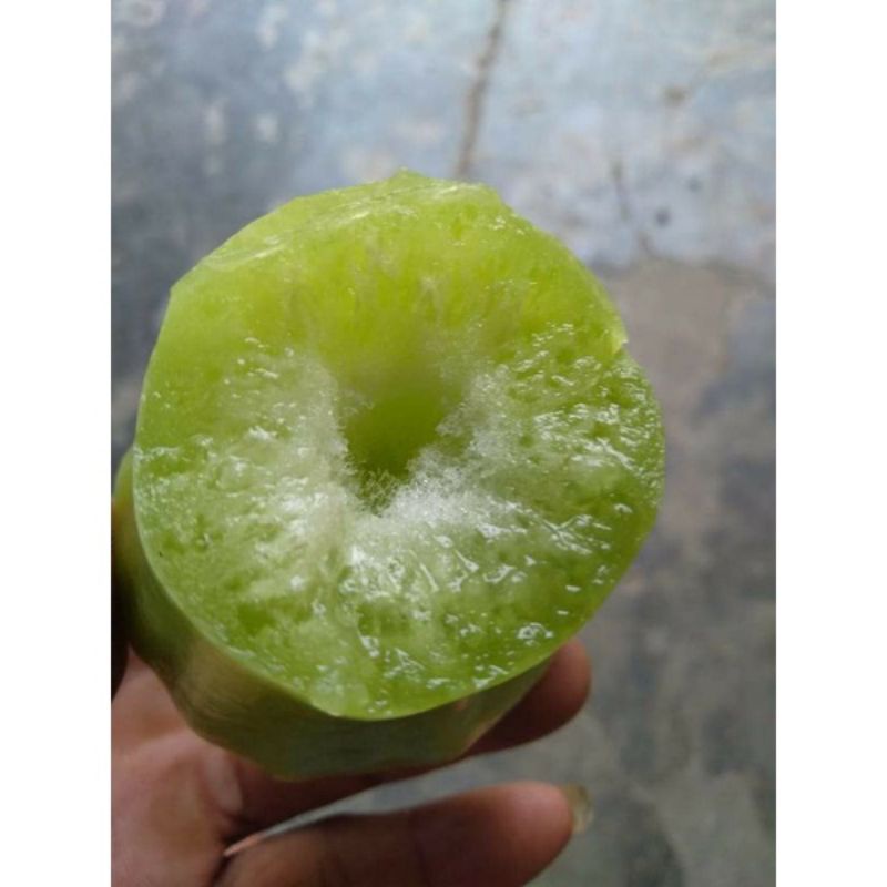 bibit jambu air grend Giant tanpa biji