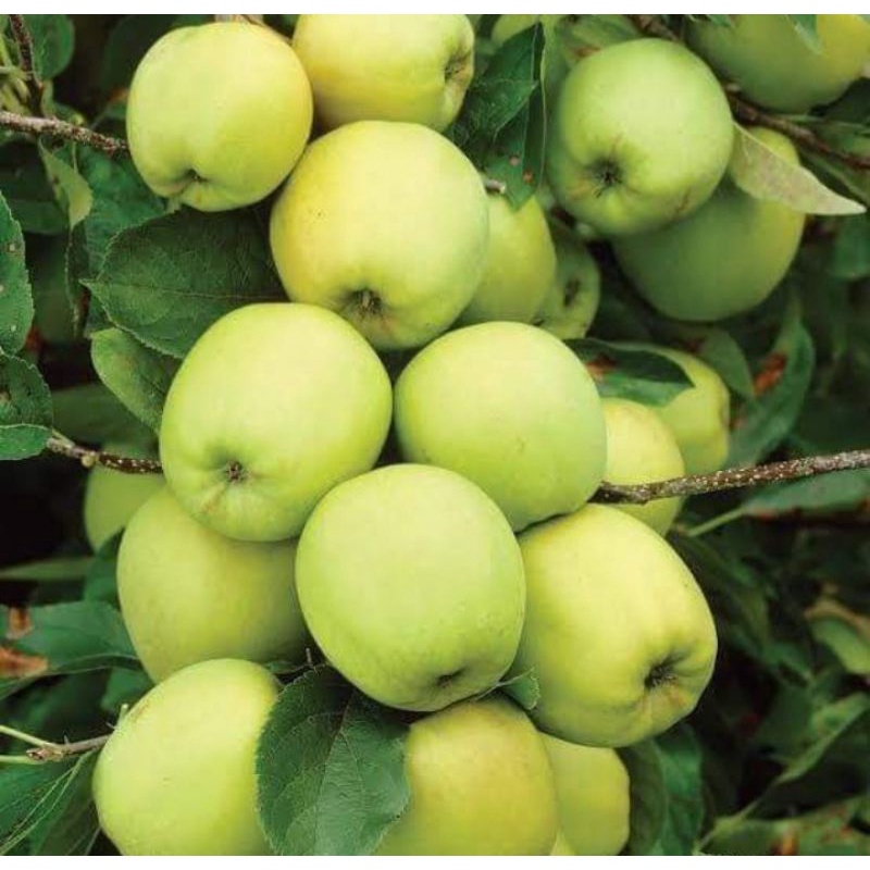 

apel manalagi malang