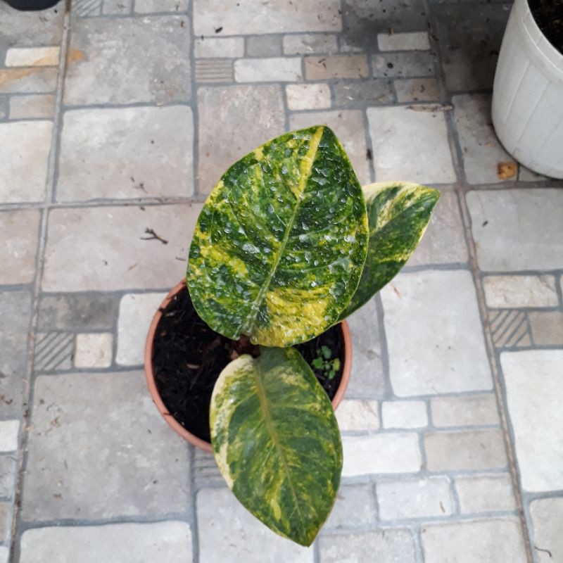 Jemani Mangkok Varigata  Varigata Tornado