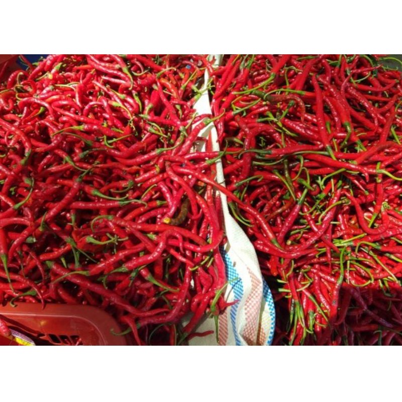 

cabe merah segar 1kg