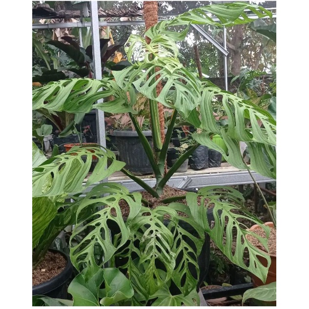 Monstera Esqueleto